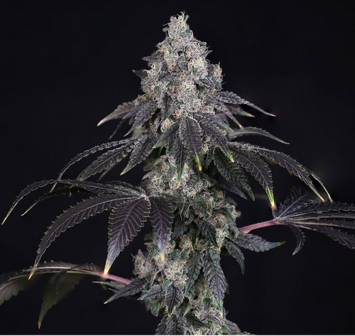 Compound Genetics MEDELLIN x JET FUEL GELATO  (12) Feminized Seeds