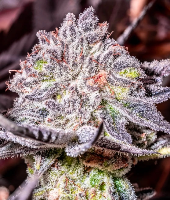 CopyCat Genetix PEACH CREAM SODA S1 (10) Feminized Seeds