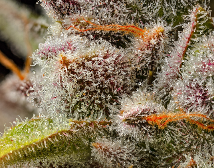 Cookies Seeds LEMON CHERRY SHERB  (6) Feminized Seeds