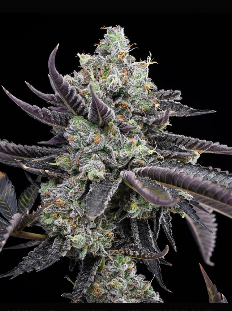 Cookies Seeds TIE DIE  (6) Feminized Seeds