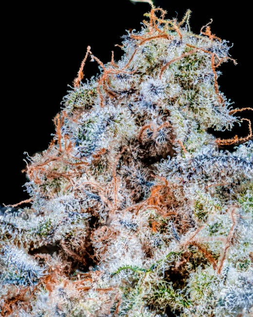 CopyCat Genetix SLUMBER PARTY S1 (10) Feminized Seeds