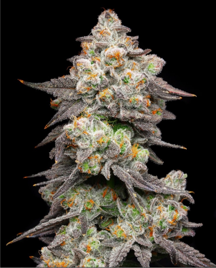 Cookies Seeds ACAI GRAPES  (3) Feminized Seeds