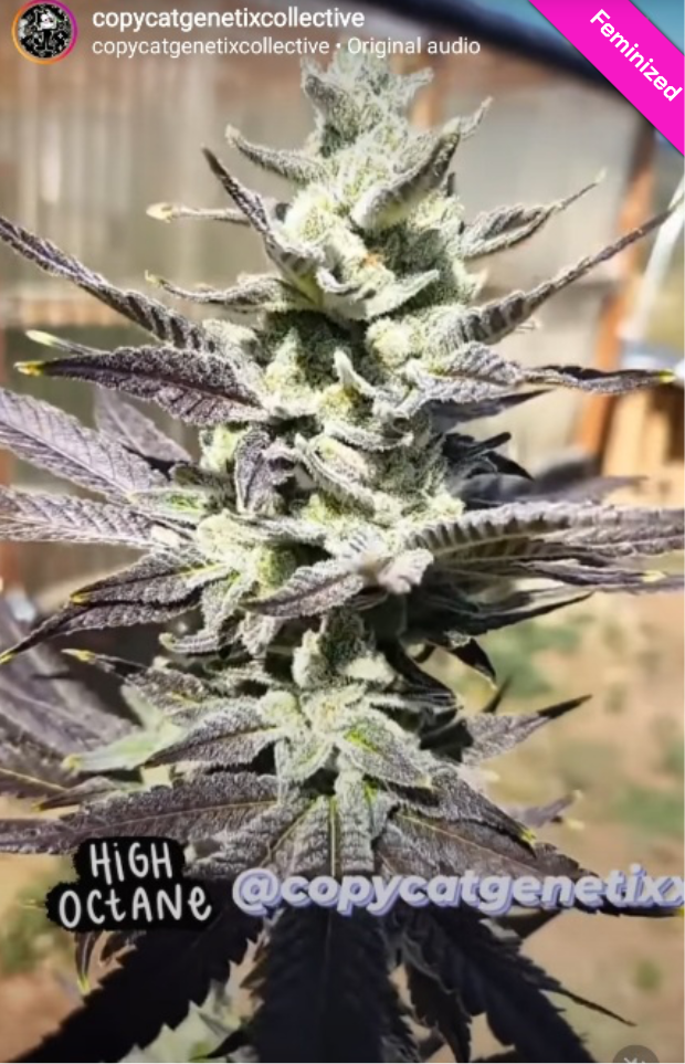 CopyCat Genetix HIGH OCTANE S1 (10) Feminized Seeds