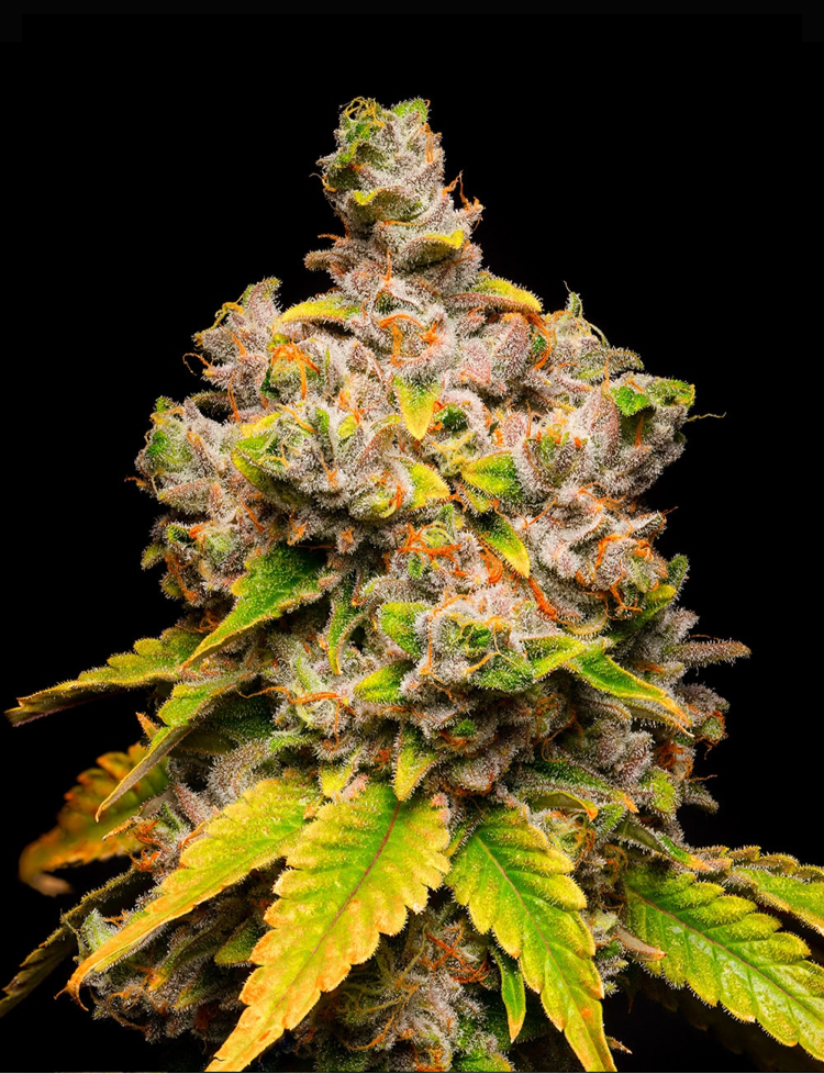Cookies Seeds LEMON CHERRY SHERB  (6) Feminized Seeds