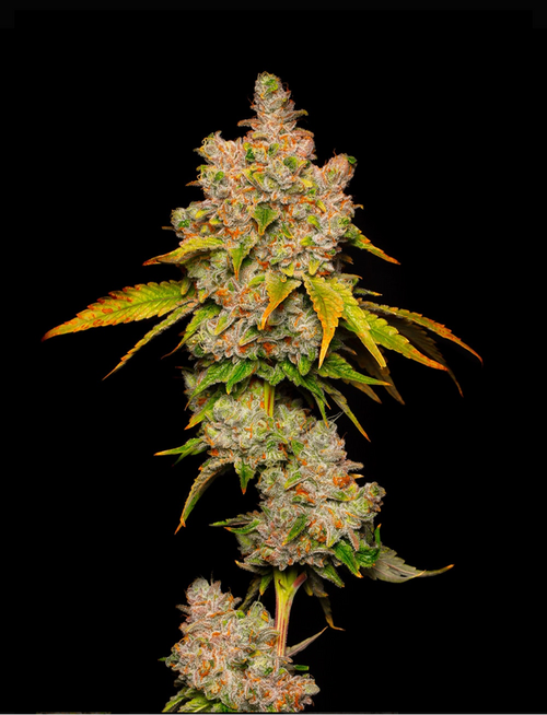 Cookies Seeds LEMON CHERRY SHERB  (6) Feminized Seeds