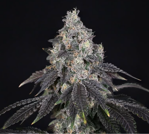 Compound Genetics MEDELLIN x JET FUEL GELATO  (12) Feminized Seeds