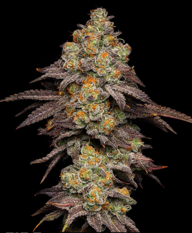 Cookies Seeds BIG Z  (6) Feminized Seeds